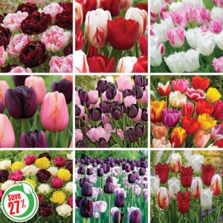 Complete Tulip Blend Collection Thumbnail